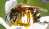 Lasioglossum xanthopus